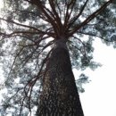 금강송민박 이미지