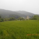 새터말 Daum카페