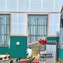 이리신동초등학교 | 익산·전주·군산 졸업식 풍선장식 이리신동초등학교 졸업식 현장 후기