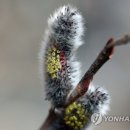 버들하우스