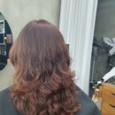 월드애견미용실 이미지