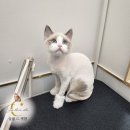 묘르신 | 천안고양이미용 고령묘(묘르신), 사나운고양이 미용 후기 본 후 미용예약하기