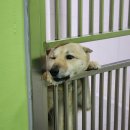 ＜🍓🐶🐱딸기푸딩연대＞ 제1회 봉사활동 후기 (5/3, 동물자유연대 온센터) 이미지