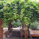 세류동 현대아파트앞 이미지