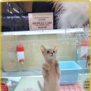 로얄펫 강아지분양 고양이분양 전주본점 네이버블로그
