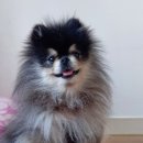 보드레 애견미용실 이미지