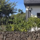 마당바베큐 이미지