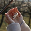 매화마트 티스토리
