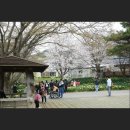 고남조경 | 충남 홍성 거북이마을 벚꽃·수선화