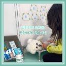 편안한 댕 이미지