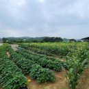 여주-0773 네이버블로그