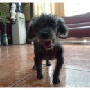 엄마손 동물병원 이미지