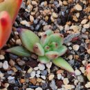 솔레미오 이미지