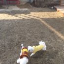 퍼피쿵 | [춘천]운동장있는 반려견카페 및 호텔. 퍼피쿵. 현실 후기 :)