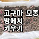 고구마 모종 방에서 키우기 이미지