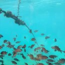 치즈벨리민박 이미지