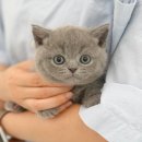 미유펫 강아지고양이 구미점 | 구미고양이분양 미유펫 브리티쉬쇼트헤어