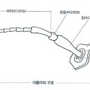 2.1.4.1 감각이 집중된 머리 _ 더듬이와 더듬이구조 이미지