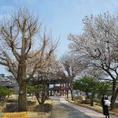 2025.4.5일(토요일) 청풍호 벚꽃 둘레길 걷기 및 케이블카 탑승 일정 후기 이미지