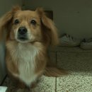 대학 동물병원 이미지