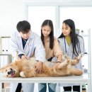 라파엘동물병원 이미지