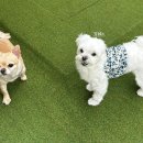 멍탑방 이미지