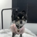 인생멍컷 네이버블로그