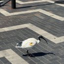 오페라 <마을벤치> | 호주여행 2일차 : 오페라 하우스, 퀸 빅토리아 빌딩, 하버 브릿지, 블루마운틴 투어