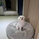 동막고개길 | [솜일기] 강아지 유솜사탕의 8월 일상 : 강아지 양모인형, 페스룸 샤워기&amp;논슬립 매트, 강아지 젤라또😋