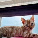 MJ캐터리 이미지