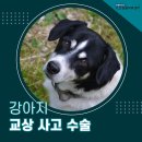 해든동물병원 | 의정부동물병원 24시 해든동물의료센터 강아지 피하기종, 교상 수술 후기