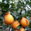 김경철농장 이미지