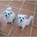 곁에 있을개 이미지