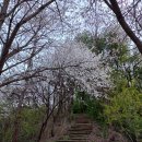 [근교마실]때 놓친 가평 벚꽃놀이 이미지