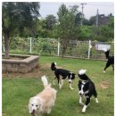 애견카페왕 이미지