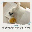 21그램 반려동물 장례식장 천안아산점 | 충남 반려견 반려동물 강아지 장례식장 천안21그램 심장병 B2 말기 내 강아지를 마음에 담은 날