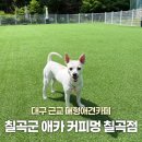 커피멍 칠곡점 대구근교 대형애견카페 내돈내산 후기 대형실내+운동장