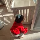 메이플 스토리 애견샵 이미지