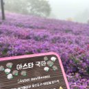거창 아스타국화축제 후기(절망편)☔ 주차, 개화상태 솔직 리뷰