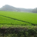 고대초교 이미지