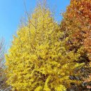 만년소녀 이미지