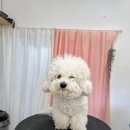 비비드봉 이미지