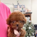 퍼피힐 강아지분양 이미지