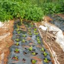 안해님농장 이미지