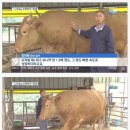 한우 이미지