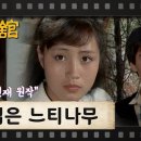 젊은느티나무