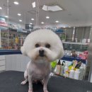 행복한강아지 이미지