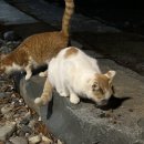 나로힐링캠핑장 이미지