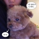 오햅삐