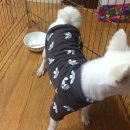 코코아도그 이미지